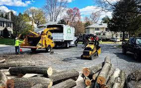 Best Tree Risk Assessment  in Mapleton, IA