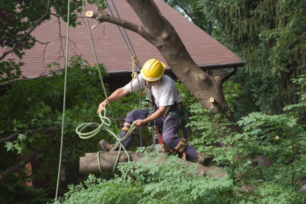 Best Hazardous Tree Removal  in Mapleton, IA