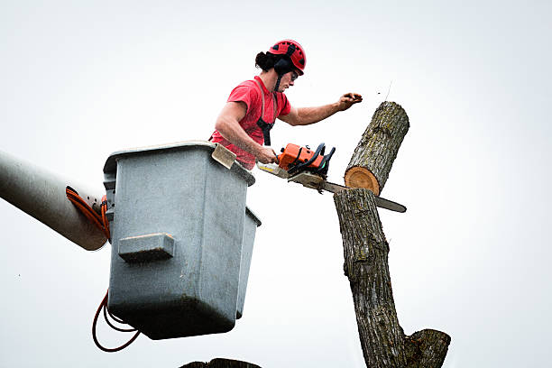 Best Fruit Tree Pruning  in Mapleton, IA